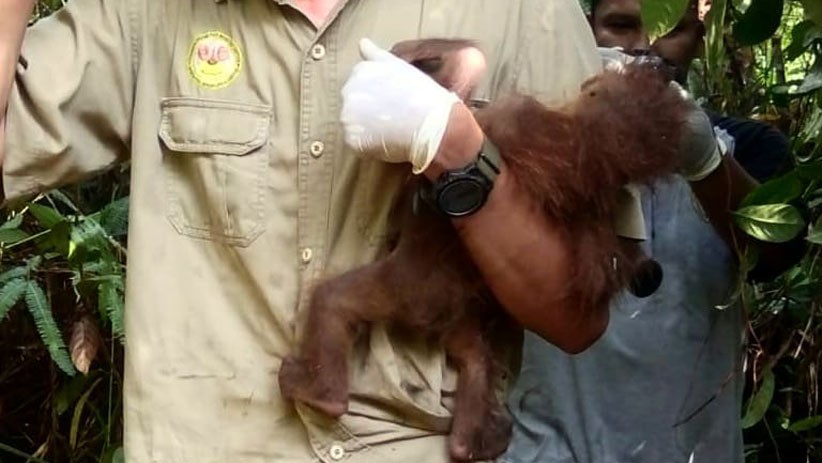 Orangutan Sumatera Ditemukan Luka Parah, Tubuh Dipenuhi 74 Peluru