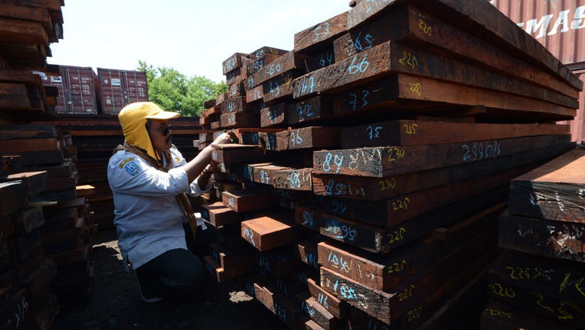 KLHK Sita 384 Kontainer Berisi Kayu Ilegal Asal Papua