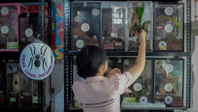 Perempuan Bandung Ini Pelihara 1.800 Ekor Tarantula - Bagian 2