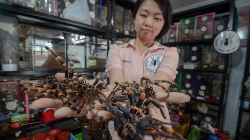 Perempuan Bandung Ini Pelihara 1.800 Ekor Tarantula