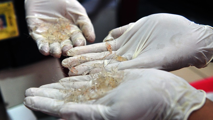 TNI AL Gagalkan Penyelundupan Bibit Lobster Senilai Rp19 Miliar