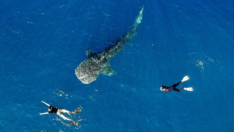 Asyiknya Berenang bersama Kawanan Hiu Paus di Perairan Gorontalo - Bagian 3