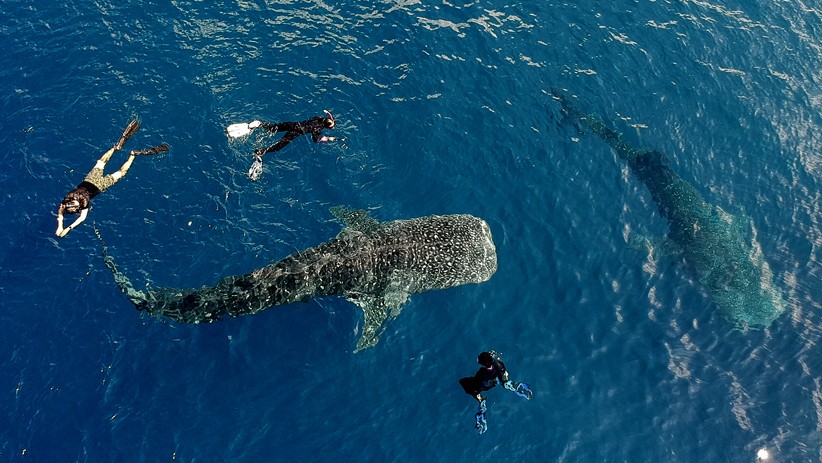 Asyiknya Berenang bersama Kawanan Hiu Paus di Perairan Gorontalo - Bagian 1