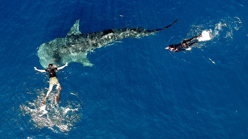 Asyiknya Berenang bersama Kawanan Hiu Paus di Perairan Gorontalo - Bagian 2