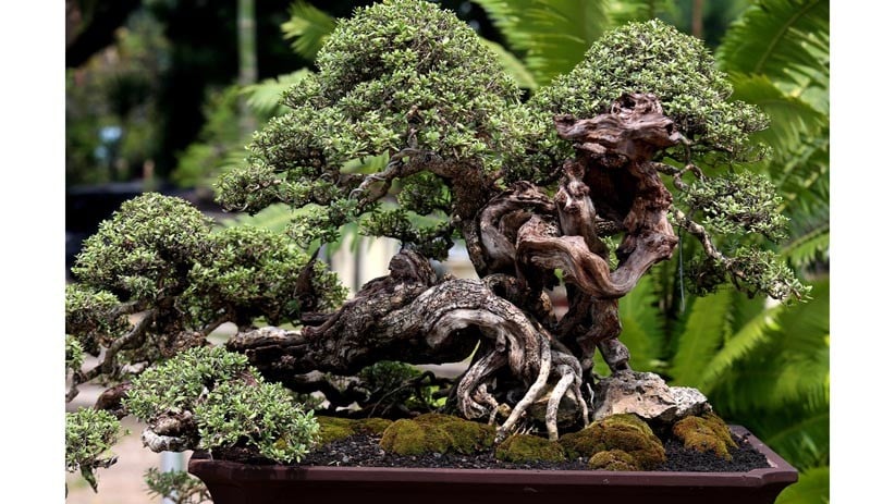 Melihat Koleksi 85 Bonsai Cantik Milik Jeanne Wenas - Bagian 5