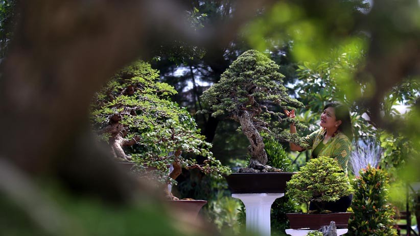 Melihat Koleksi 85 Bonsai Cantik Milik Jeanne Wenas - Bagian 4