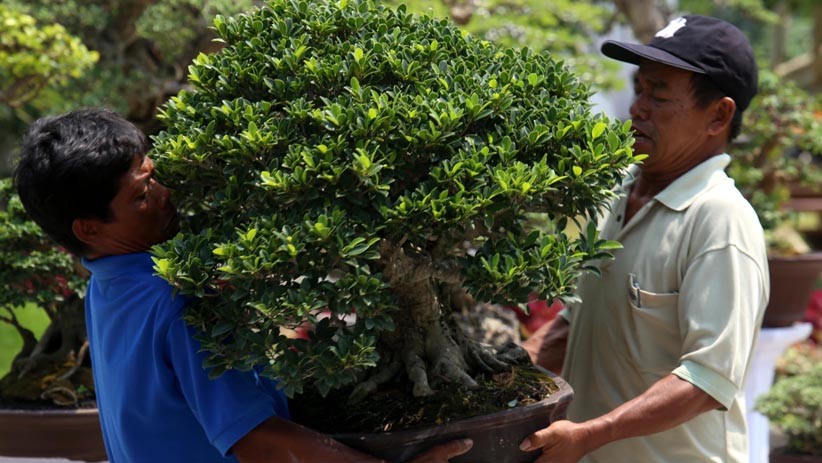 Melihat Koleksi 85 Bonsai Cantik Milik Jeanne Wenas - Bagian 7
