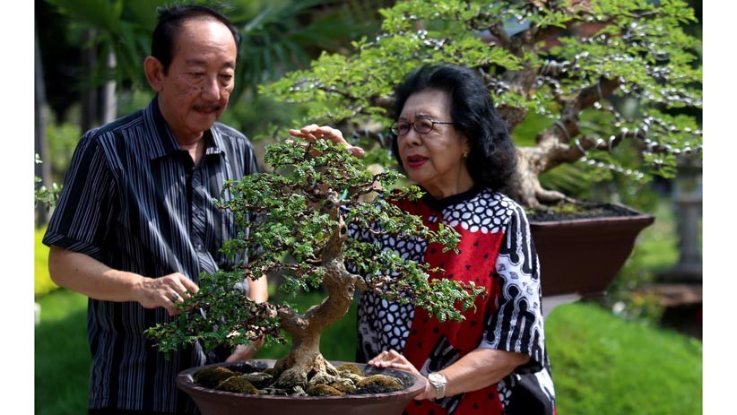 Melihat Koleksi 85 Bonsai Cantik Milik Jeanne Wenas - Bagian 2