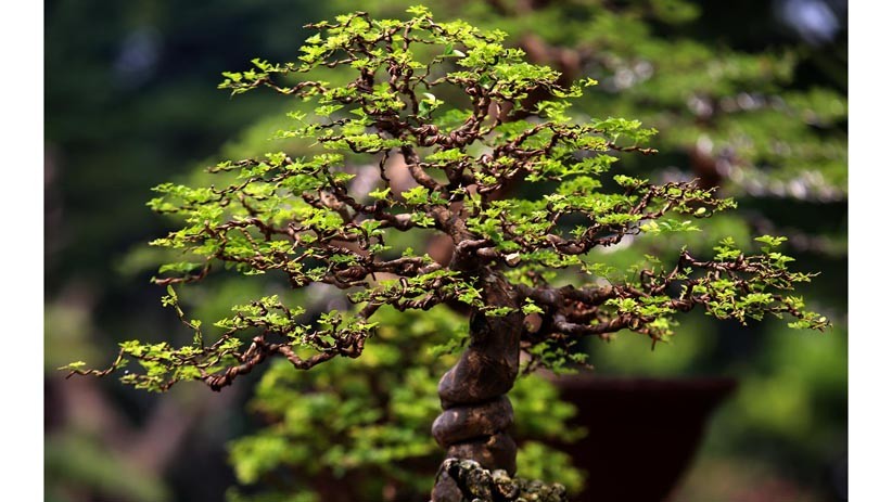Melihat Koleksi 85 Bonsai Cantik Milik Jeanne Wenas - Bagian 6