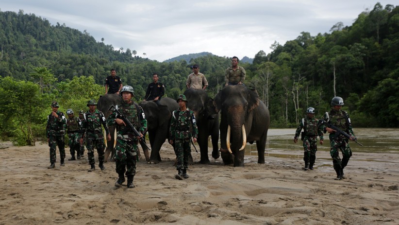 Prajurit TNI Dibantu Kawanan Gajah Patroli di Hutan Ulue Masen Aceh