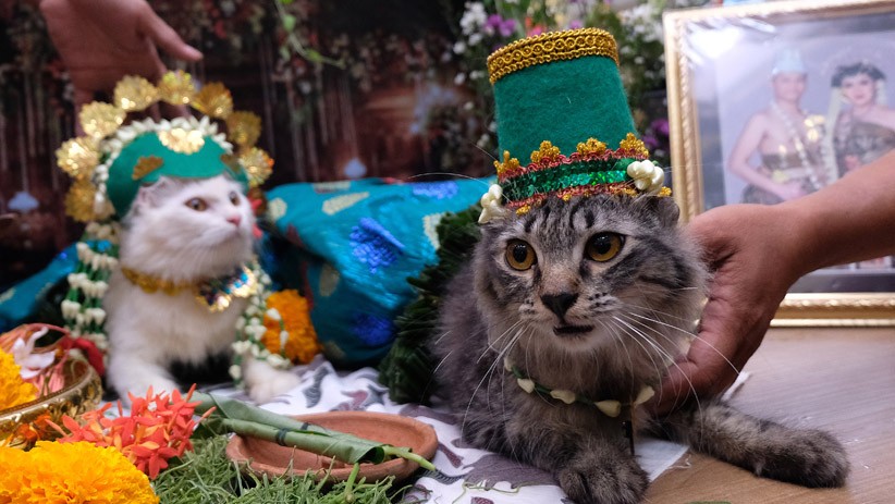 Kucing-Kucing Lucu Ini Ikuti Lomba Busana Adat Tradisional