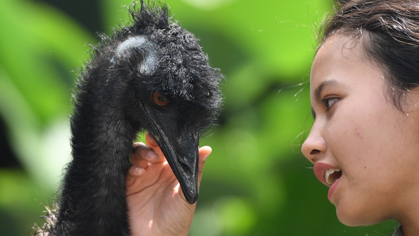 Hewan Eksotis asal Australia Ini Ada di Taman Safari Prigen Jawa Timur - Bagian 4