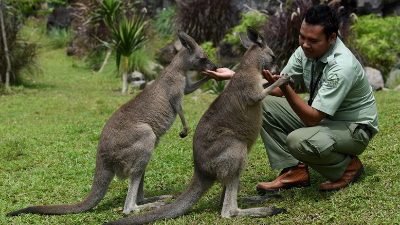 Hewan Eksotis asal Australia Ini Ada di Taman Safari Prigen Jawa Timur - Bagian 2