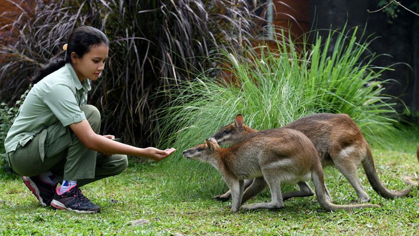 Hewan Eksotis asal Australia Ini Ada di Taman Safari Prigen Jawa Timur - Bagian 1