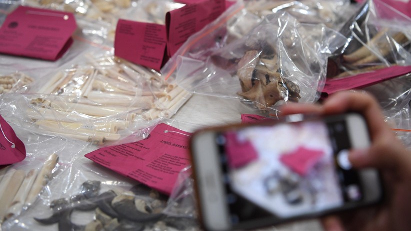 Gading Gajah Dijual Online Senilai Rp430 M Disita Kementerian LHK - Bagian 2