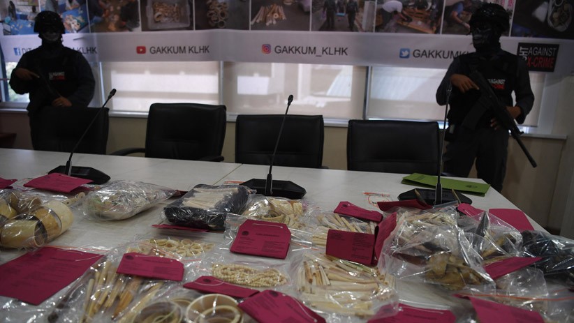 Gading Gajah Dijual Online Senilai Rp430 M Disita Kementerian LHK - Bagian 1