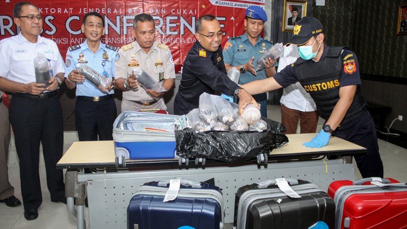 Bea Cukai Jawa Timur Gagalkan Penyelundupan 113.300 Ekor Benih Lobster