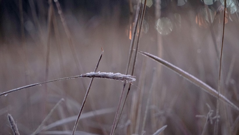Pemandangan Dieng Diselimuti Es, Suhu Turun hingga -9 Derajat Celcius - Bagian 4