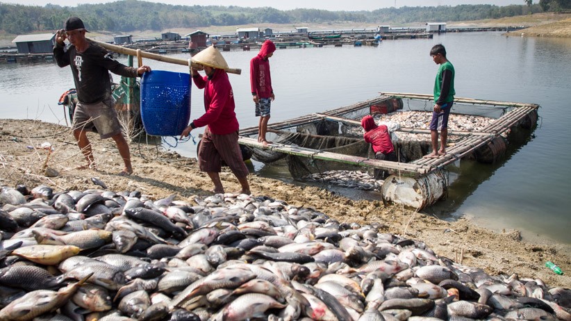 Ratusan Ton Ikan di Waduk Kedung Ombo Sragen Mati - Bagian 2