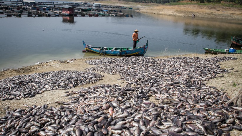 Ratusan Ton Ikan di Waduk Kedung Ombo Sragen Mati