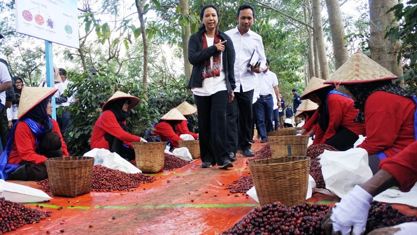Menteri BUMN Dorong Produksi Kopi Arabika karena Diminati Pasar Luar Negeri - Bagian 1
