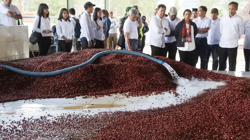 Menteri BUMN Dorong Produksi Kopi Arabika karena Diminati Pasar Luar Negeri - Bagian 2