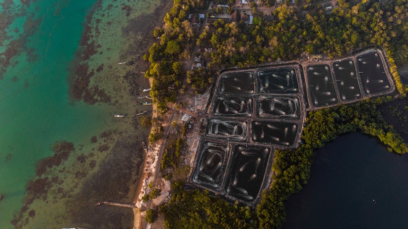 Foto Area Hutan Mangrove Karimunjawa Berubah Fungsi Jadi Tambak Udang - Bagian 3