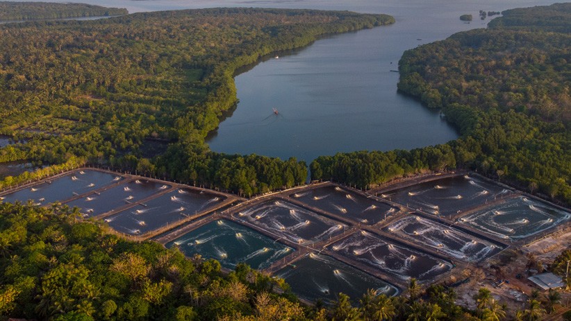 Foto Area Hutan Mangrove Karimunjawa Berubah Fungsi Jadi Tambak Udang - Bagian 1