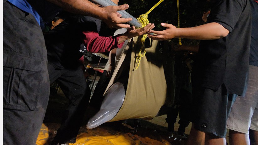 Lumba-Lumba Hidung Botol Dievakuasi dari Sebuah Hotel di Bali