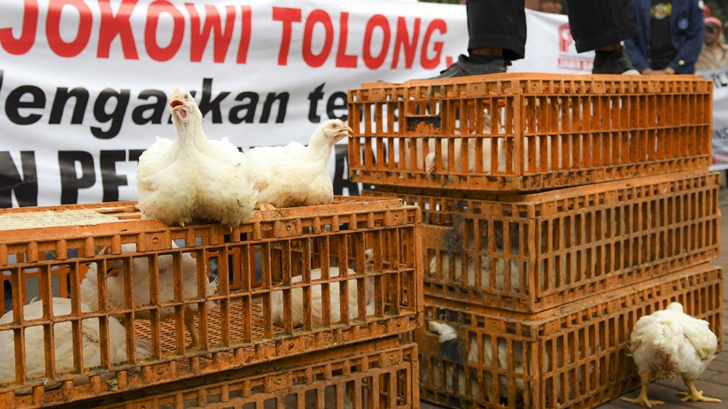 Protes Harga Ayam Anjlok, Peternak Demo Kantor Menko Perekonomian - Bagian 2