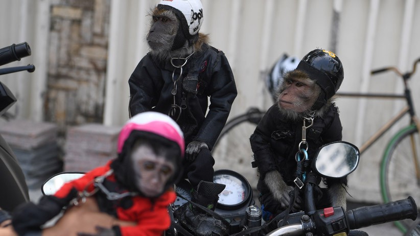 Gaya Lucu Monyet Pakai Kostum Biker - Bagian 1