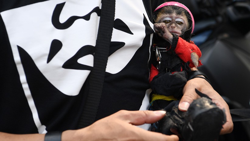 Gaya Lucu Monyet Pakai Kostum Biker - Bagian 3