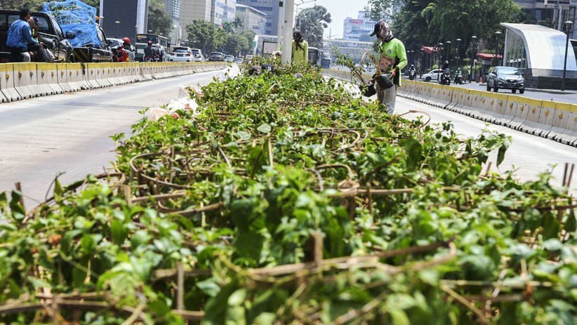 Kurangi Polusi Udara, Jakarta Ditanami Pohon Bougenville - Bagian 1