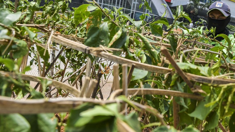 Kurangi Polusi Udara, Jakarta Ditanami Pohon Bougenville - Bagian 2