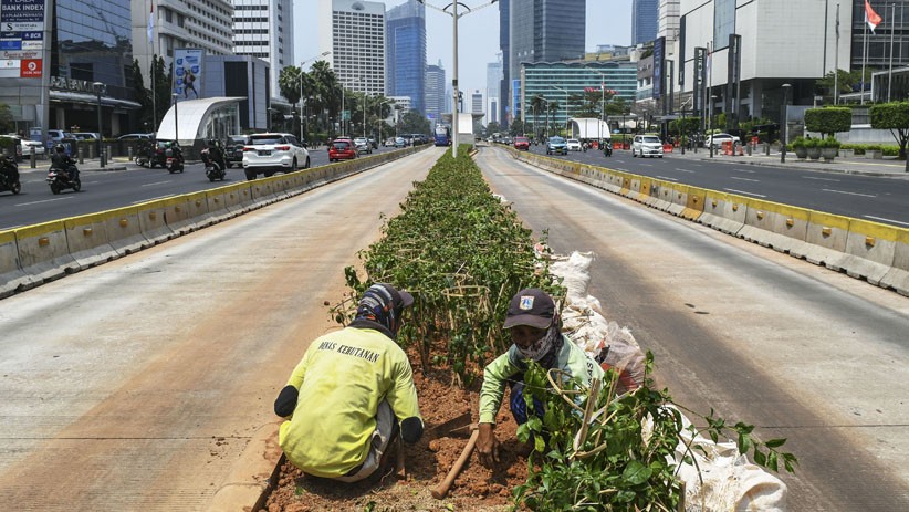 Kurangi Polusi Udara, Jakarta Ditanami Pohon Bougenville - Bagian 3