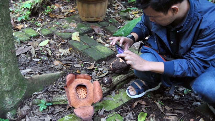 Bunga Langka Rafflesia Patma Mekar di Kebun Raya Bogor - Bagian 2