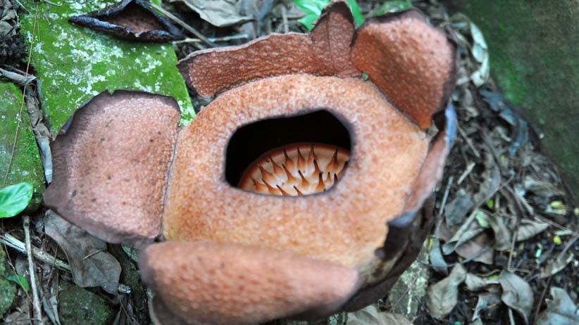 Bunga Langka Rafflesia Patma Mekar di Kebun Raya Bogor - Bagian 1