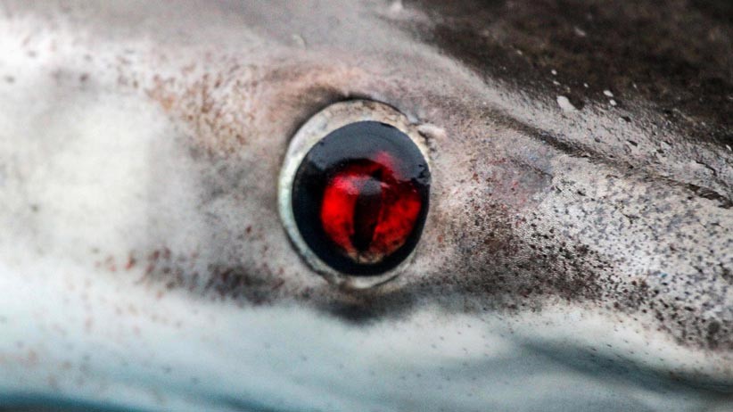 Nelayan Aceh Nekat Berburu Ikan Hiu Meskipun Dilarang