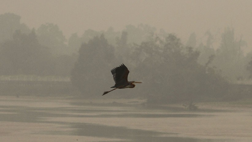 Kabut Asap Semakin Parah di Pekanbaru, Kualitas Udara Sangat Buruk - Bagian 2