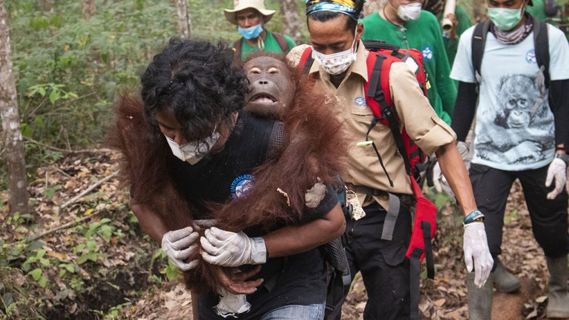 Hutan Hangus Terbakar, Orangutan Kabur dan Kena Jerat Pemburu - Bagian 4