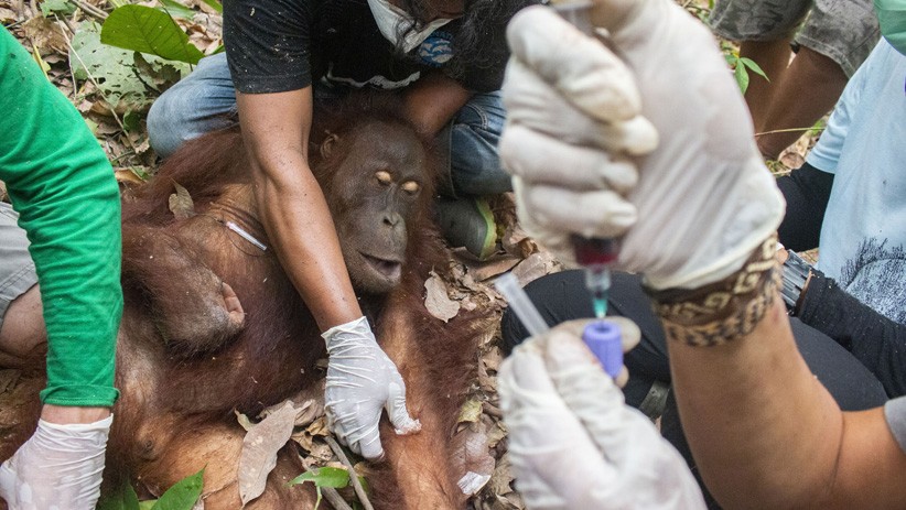 Hutan Hangus Terbakar, Orangutan Kabur dan Kena Jerat Pemburu - Bagian 2