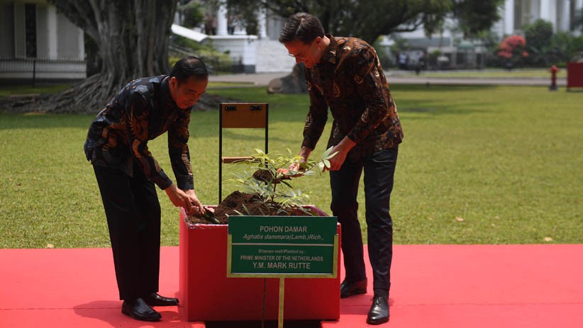 Bertemu Presiden Jokowi, PM Belanda Tanam Pohon Damar di Istana Bogor - Bagian 1