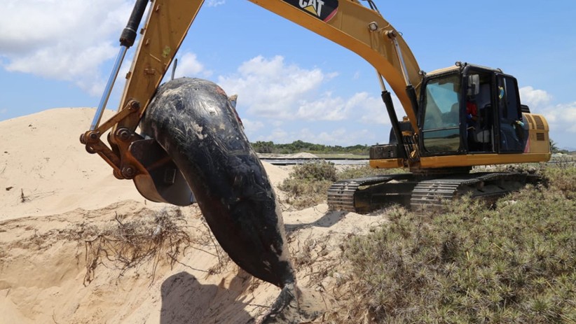 7 Ekor Paus Pilot Mati akibat Terdampar di Pantai Manie NTT - Bagian 2