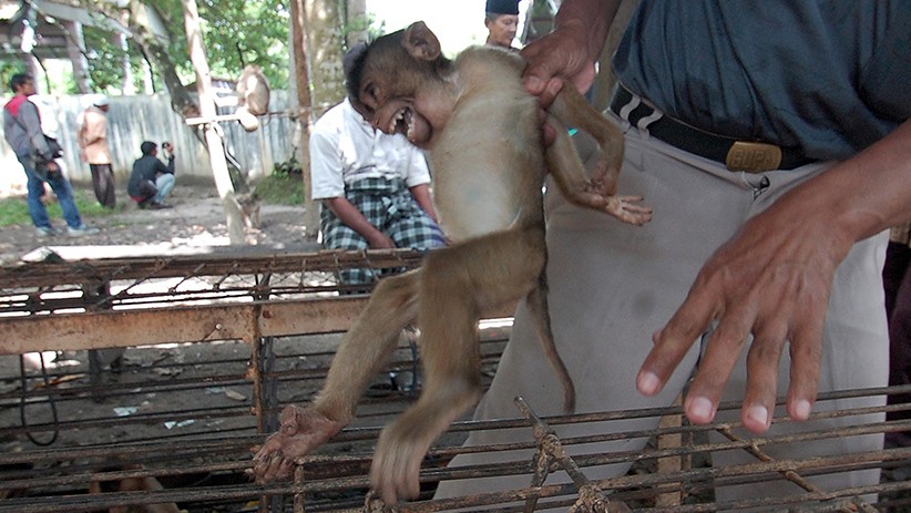 Melihat Fasilitas Sekolah Tinggi Ilmu Beruk - Bagian 3