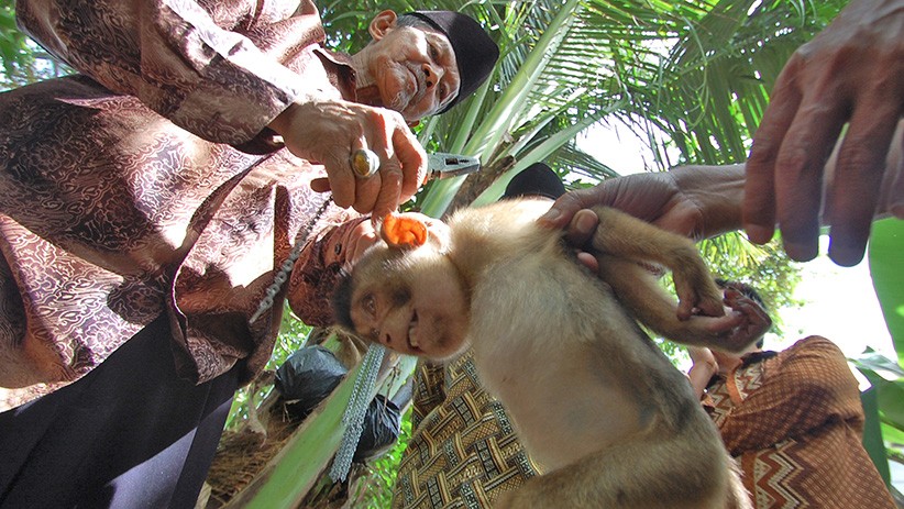 Melihat Fasilitas Sekolah Tinggi Ilmu Beruk - Bagian 4