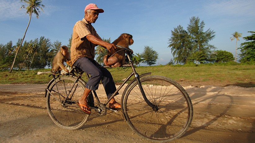 Melihat Fasilitas Sekolah Tinggi Ilmu Beruk - Bagian 6