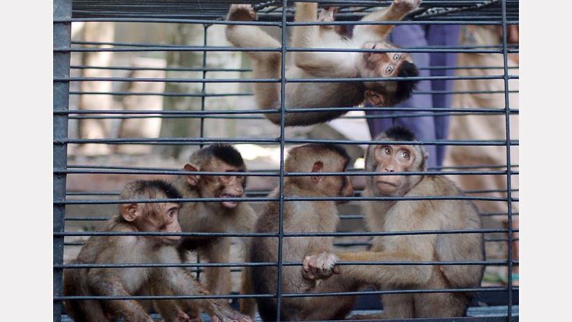 Melihat Fasilitas Sekolah Tinggi Ilmu Beruk - Bagian 8