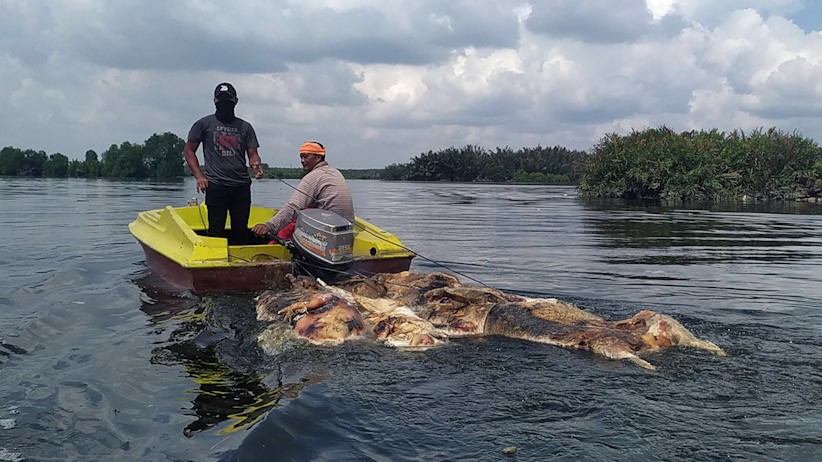 Penampakan Ratusan Bangkai Babi Dibuang ke Danau Siombak Medan - Bagian 2
