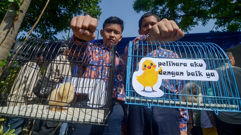 Pemkot Bandung Bagikan 2.000 Anak Ayam agar Siswa Tidak Kecanduan Gadget - Bagian 1