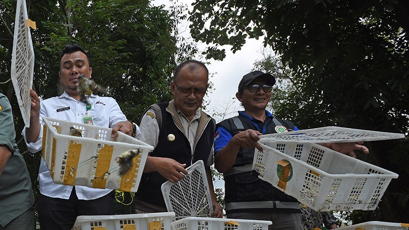 Ribuan Ekor Burung Dilindungi Dilepas ke Alam Liar - Bagian 3
